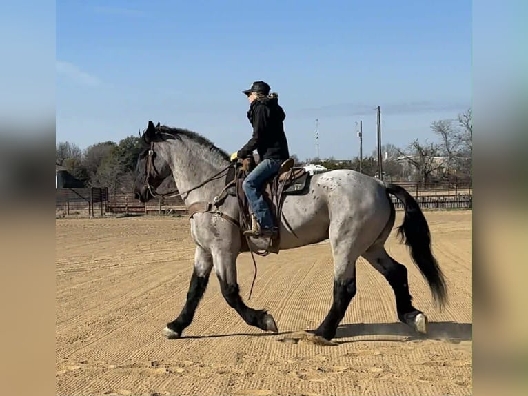 Percheron Castrone 10 Anni 180 cm Roano blu in Weatherford