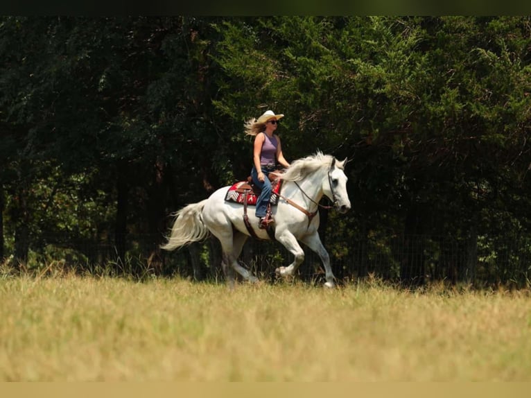 Percheron Mix Castrone 11 Anni 160 cm Grigio in Quitman