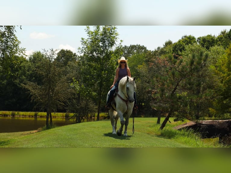 Percheron Mix Castrone 11 Anni 160 cm Grigio in Quitman