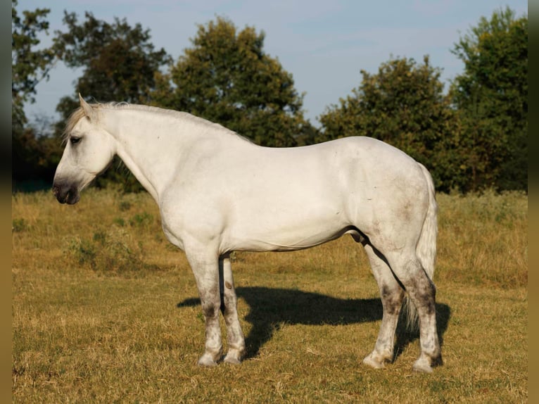 Percheron Mix Castrone 11 Anni 160 cm Grigio in Quitman