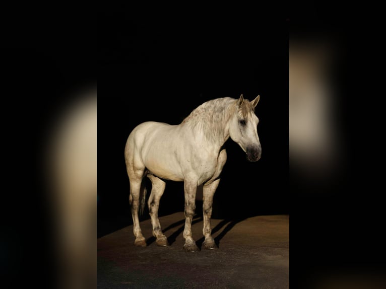 Percheron Mix Castrone 11 Anni 160 cm Grigio in Quitman