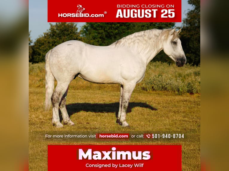 Percheron Mix Castrone 11 Anni 160 cm Grigio in Quitman