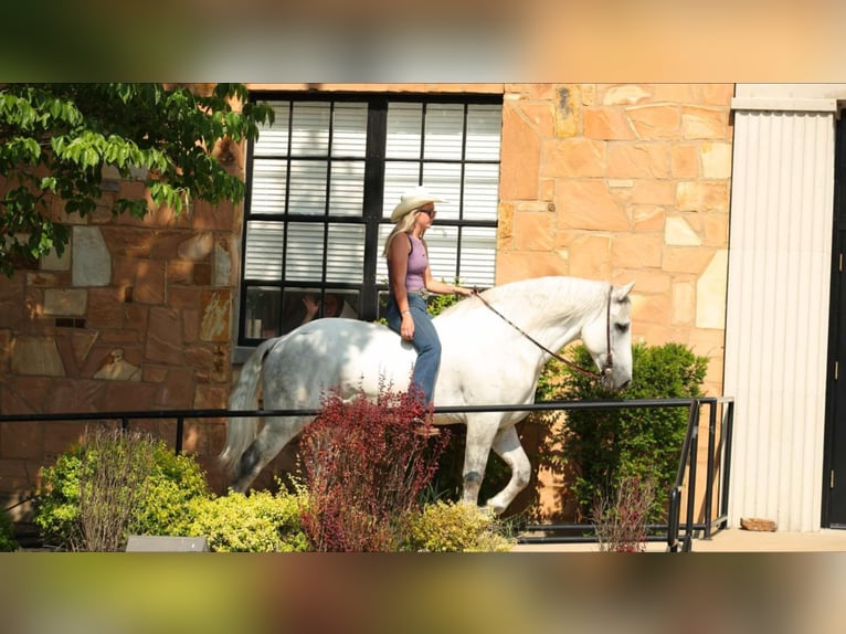 Percheron Mix Castrone 11 Anni 160 cm Grigio in Quitman