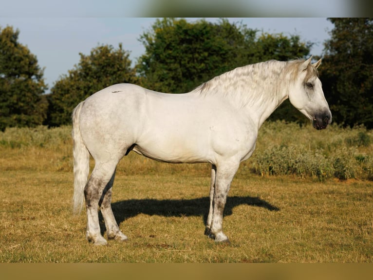Percheron Mix Castrone 11 Anni 160 cm Grigio in Quitman
