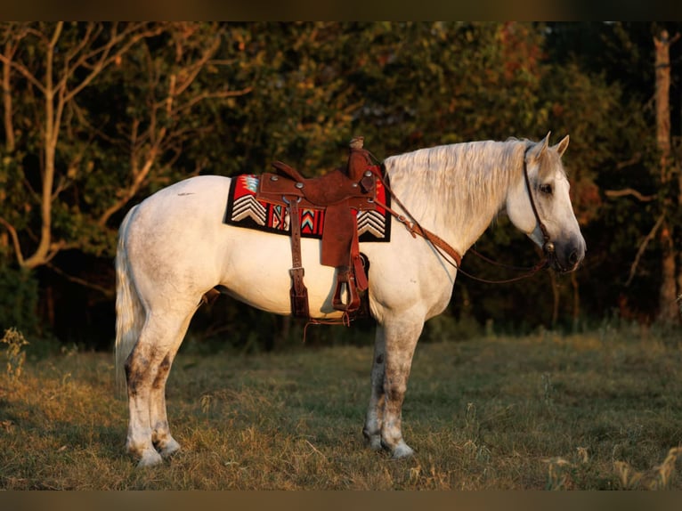 Percheron Mix Castrone 11 Anni 160 cm Grigio in Quitman