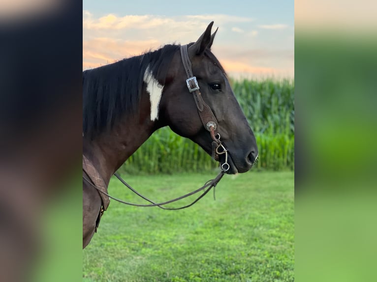 Percheron Castrone 11 Anni 163 cm Tobiano-tutti i colori in zearin Iowa