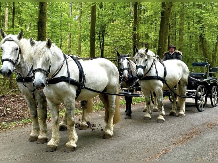 Percheron Castrone 11 Anni 180 cm Grigio pezzato in Montabaur