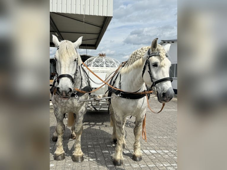 Percheron Castrone 11 Anni 180 cm Grigio pezzato in Montabaur
