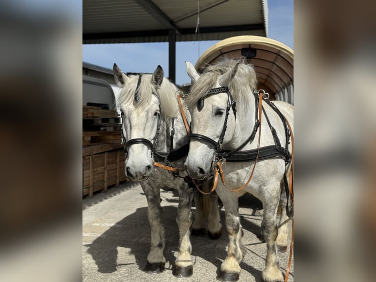 Percheron Castrone 11 Anni 180 cm Grigio pezzato in Montabaur