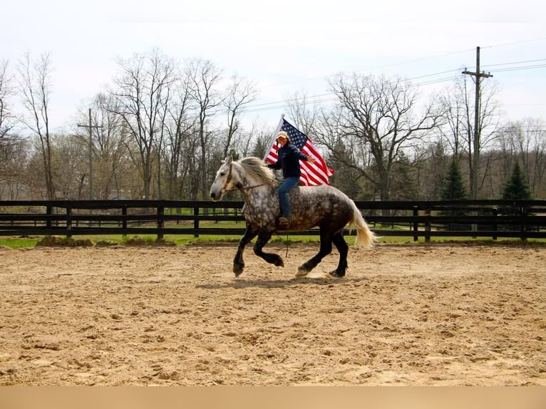 Percheron Castrone 11 Anni Grigio pezzato in Highland MI