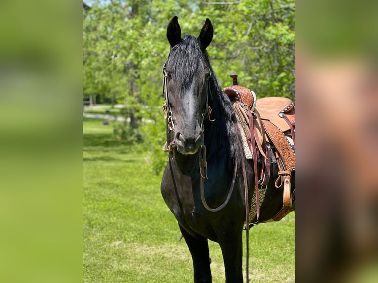 Percheron Castrone 12 Anni 160 cm Morello in Zearing IA