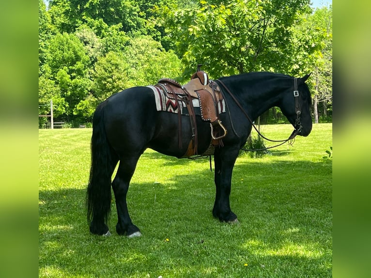 Percheron Castrone 12 Anni 160 cm Morello in Zearing IA