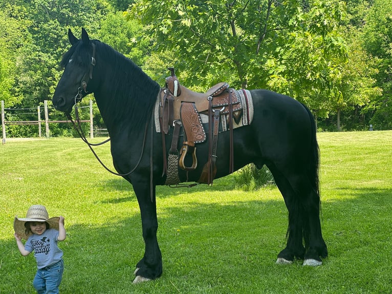 Percheron Castrone 12 Anni 160 cm Morello in Zearing IA