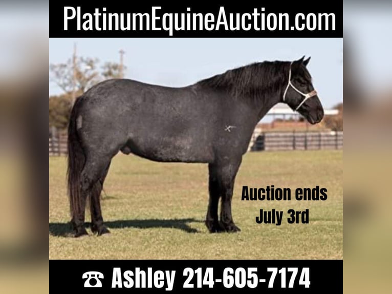 Percheron Castrone 12 Anni 165 cm Roano blu in Weatherford TX