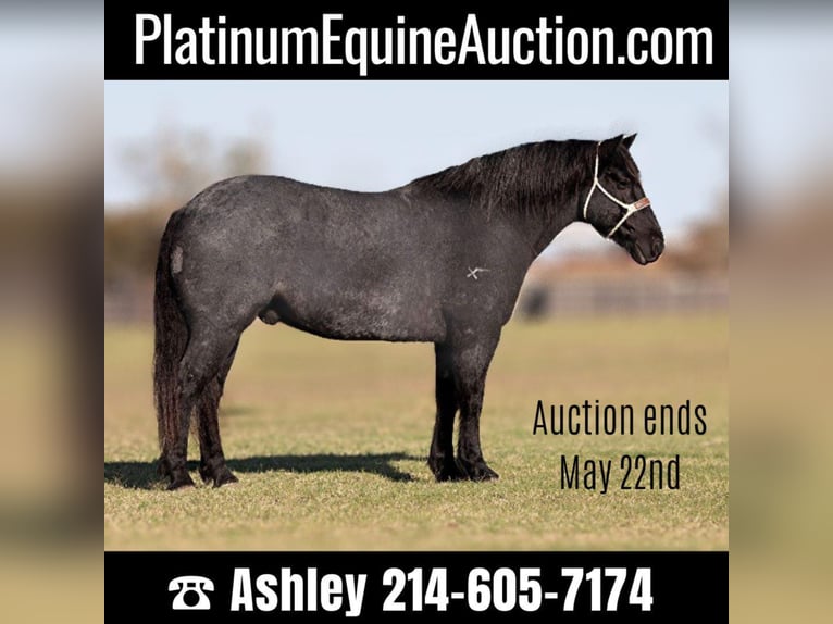 Percheron Castrone 12 Anni 165 cm Roano blu in Weatherford TX