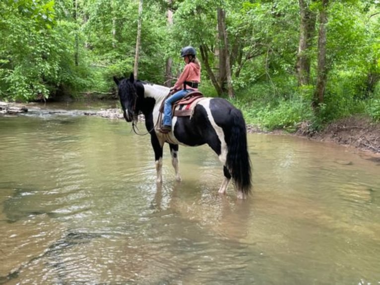 Percheron Castrone 12 Anni 175 cm Tobiano-tutti i colori in Maysville KY