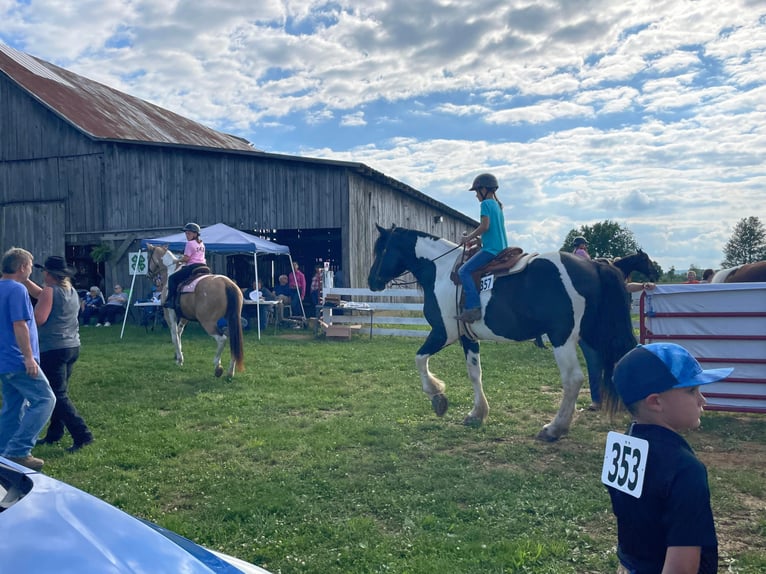 Percheron Castrone 12 Anni 175 cm Tobiano-tutti i colori in Maysville KY