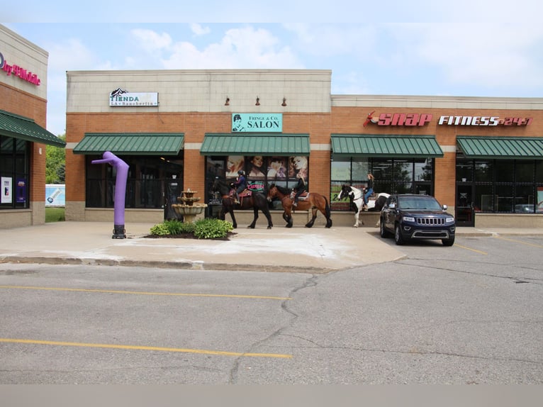 Percheron Castrone 12 Anni 178 cm Baio ciliegia in Highland MI