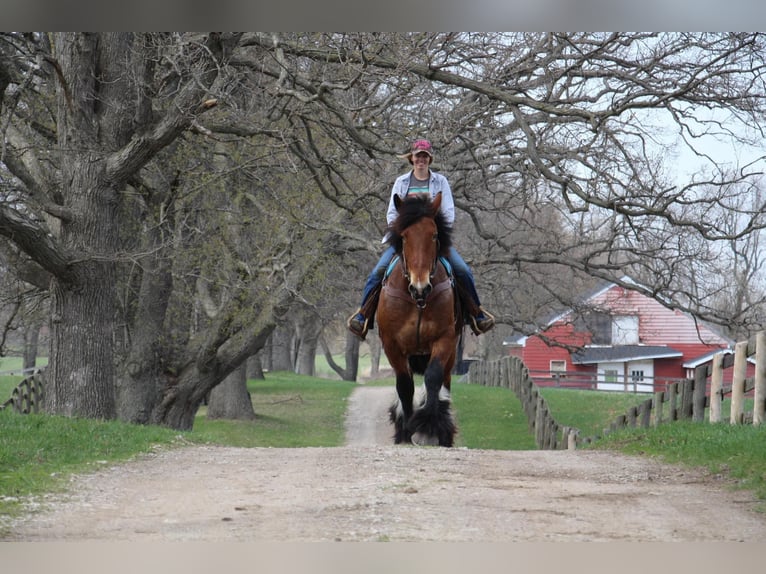 Percheron Castrone 12 Anni 178 cm Baio ciliegia in Highland MI