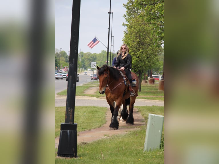 Percheron Castrone 12 Anni 178 cm Baio ciliegia in Highland MI