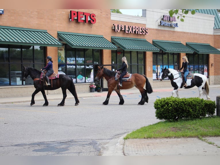 Percheron Castrone 12 Anni 178 cm Baio ciliegia in Highland MI