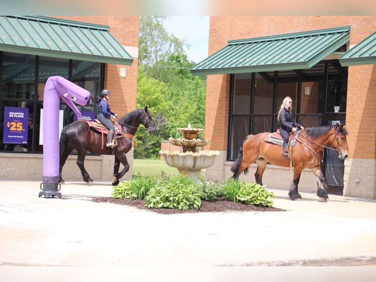 Percheron Castrone 12 Anni 178 cm Baio ciliegia in Highland MI