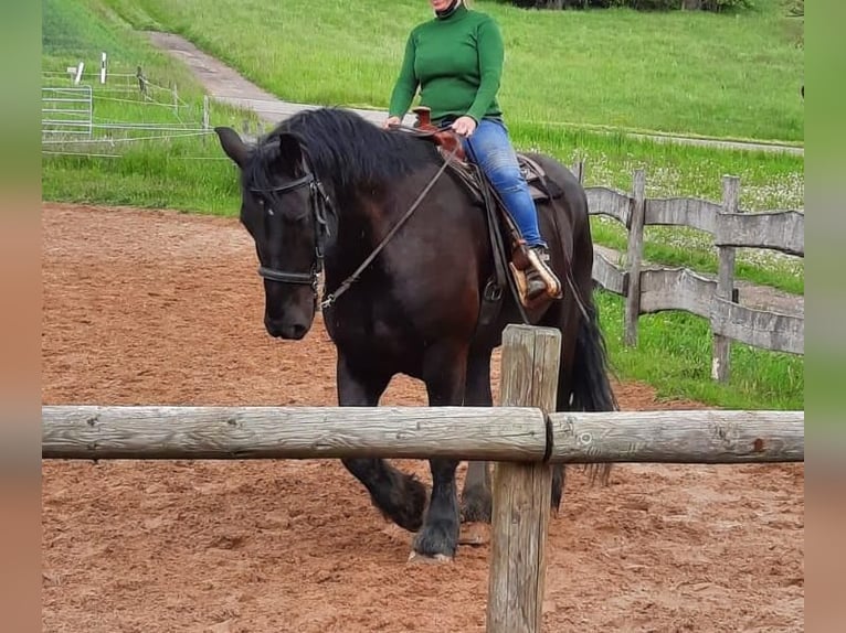 Percheron Castrone 12 Anni 181 cm Morello in Kirf