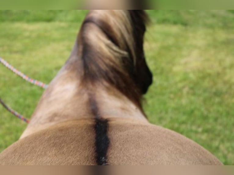 Percheron Castrone 13 Anni 155 cm Grullo in Mount Vernon KY