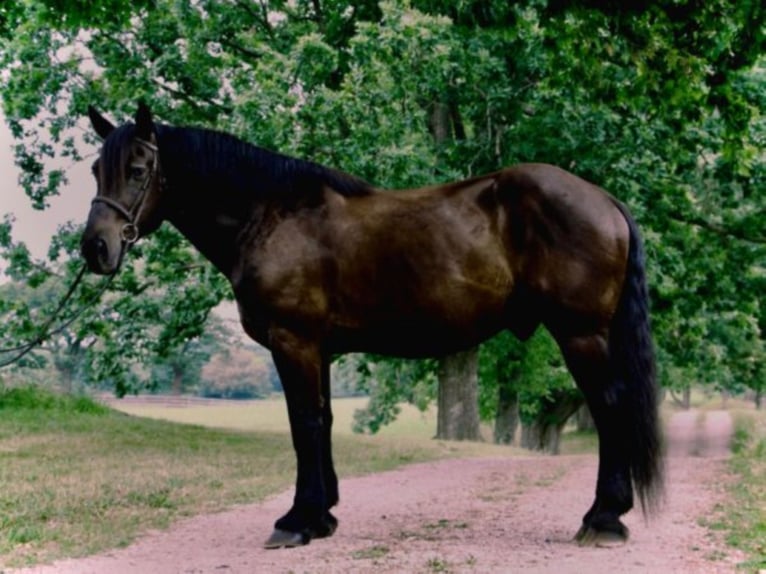 Percheron Castrone 14 Anni 175 cm Morello in Highland MI