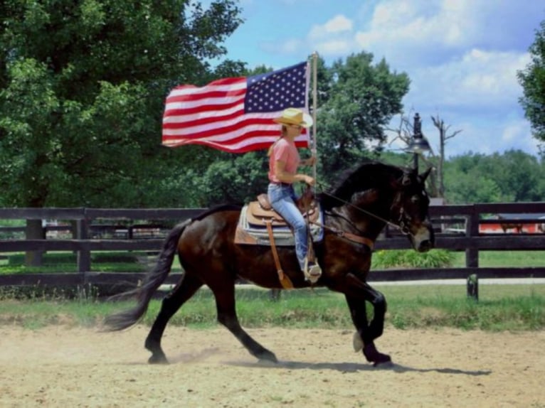 Percheron Castrone 14 Anni 175 cm Morello in Highland MI
