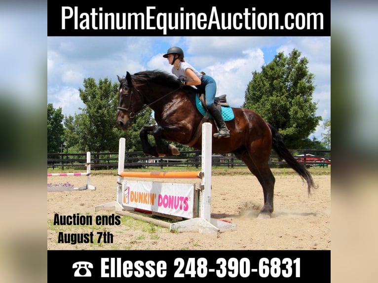 Percheron Castrone 14 Anni 175 cm Morello in Highland MI