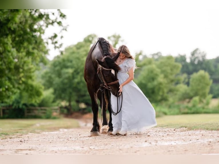 Percheron Castrone 14 Anni 183 cm Morello in MOntgomery TX