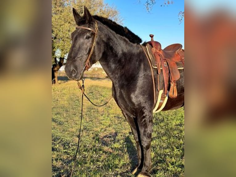 Percheron Castrone 14 Anni 185 cm Morello in Weatherford, TX