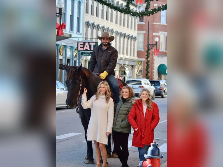 Percheron Castrone 14 Anni 188 cm Morello in Brooksville KY