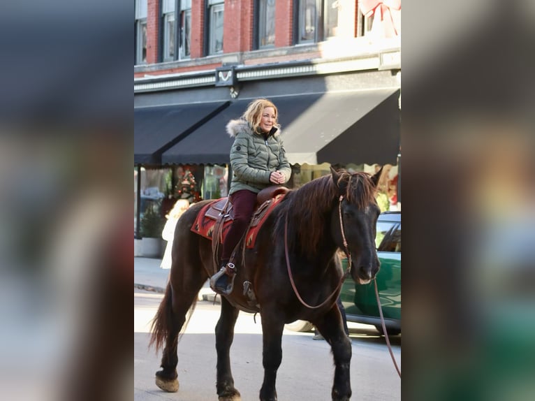 Percheron Castrone 14 Anni 188 cm Morello in Brooksville KY