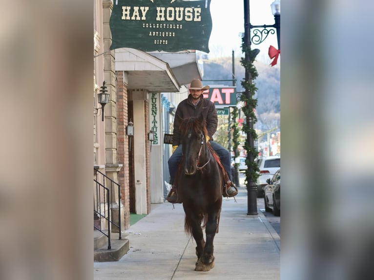 Percheron Castrone 14 Anni Morello in Brooksville Ky