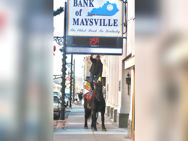 Percheron Castrone 14 Anni Morello in Brooksville Ky