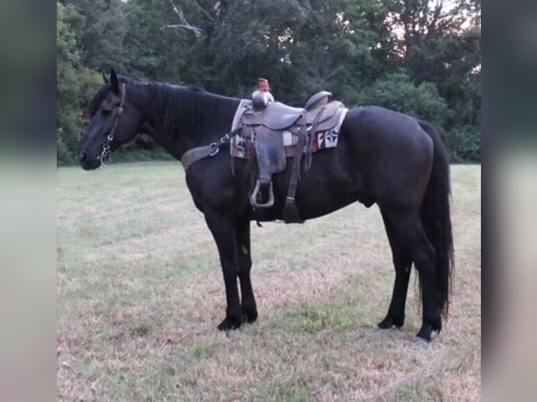 Percheron Castrone 15 Anni 173 cm Morello in Effingham IL