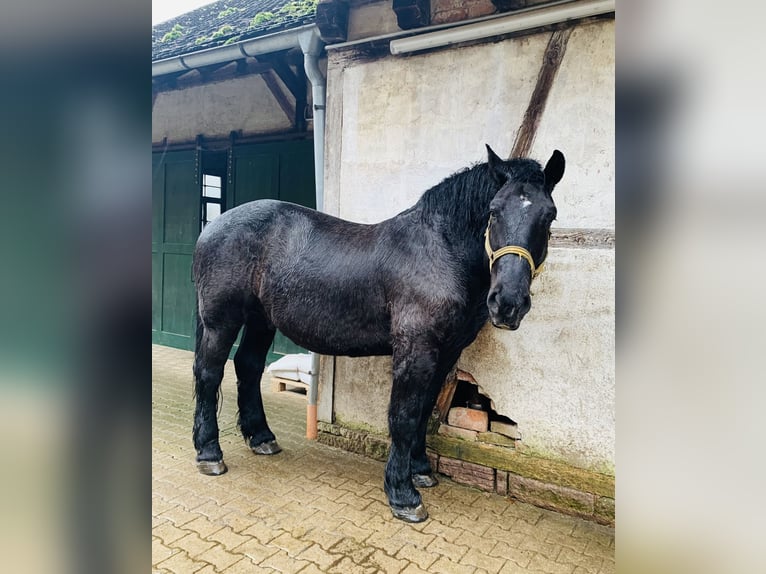 Percheron Castrone 15 Anni 183 cm Morello in Baden-Baden