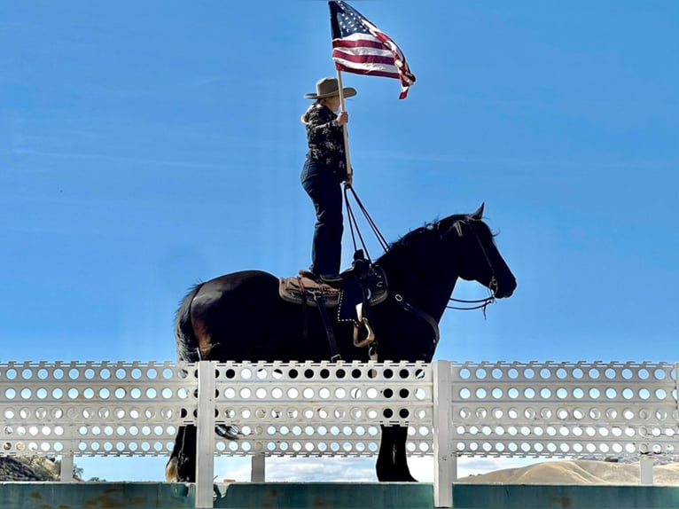 Percheron Castrone 16 Anni Morello in Bitterwater CA