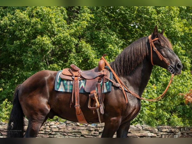 Percheron Castrone 17 Anni 170 cm Morello in Bedford PA