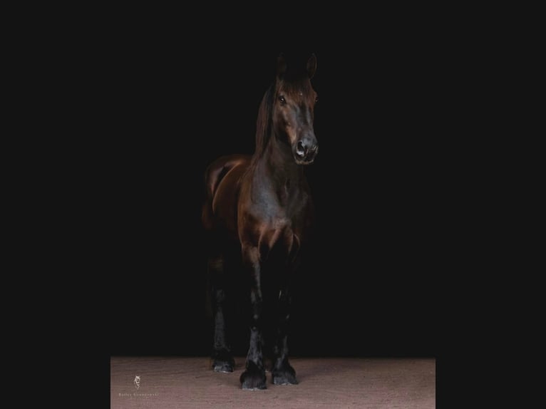 Percheron Castrone 17 Anni 170 cm Morello in Bedford PA