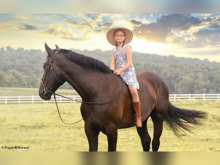 Percheron Mix Castrone 3 Anni 173 cm Morello in Narvon, PA