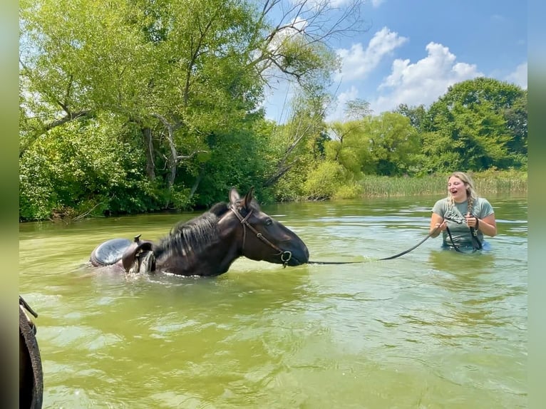 Percheron Mix Castrone 3 Anni 173 cm Morello in Narvon, PA