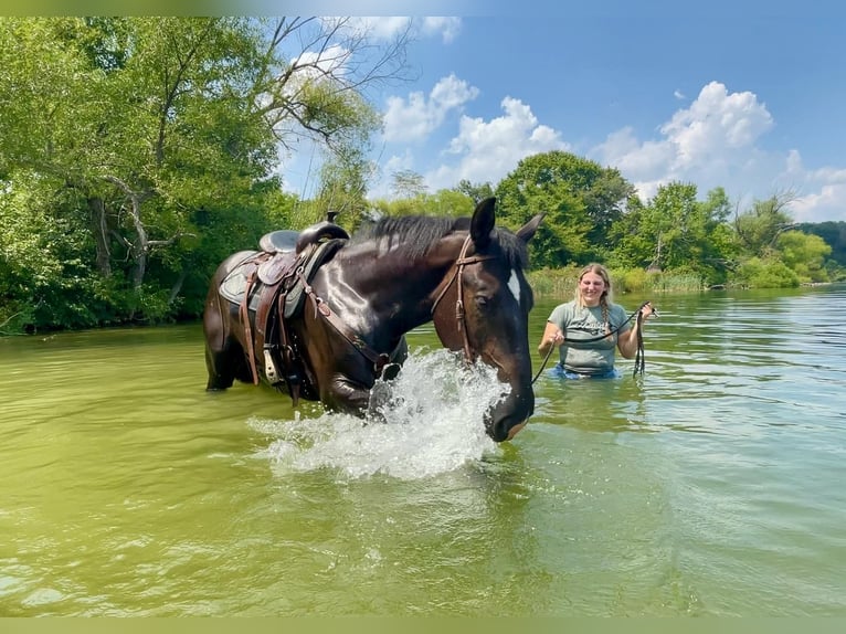 Percheron Mix Castrone 3 Anni 173 cm Morello in Narvon, PA