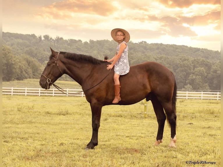 Percheron Mix Castrone 3 Anni 173 cm Morello in Narvon, PA