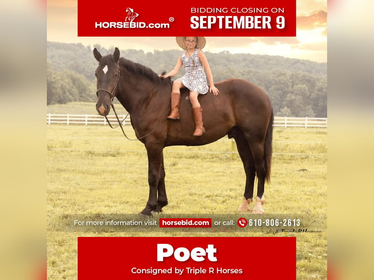 Percheron Mix Castrone 3 Anni 173 cm Morello in Narvon, PA