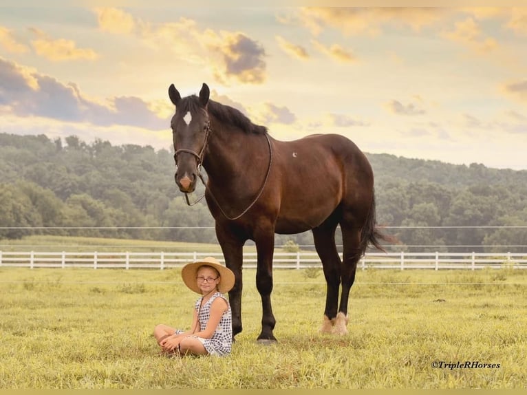 Percheron Mix Castrone 3 Anni 173 cm Morello in Narvon, PA