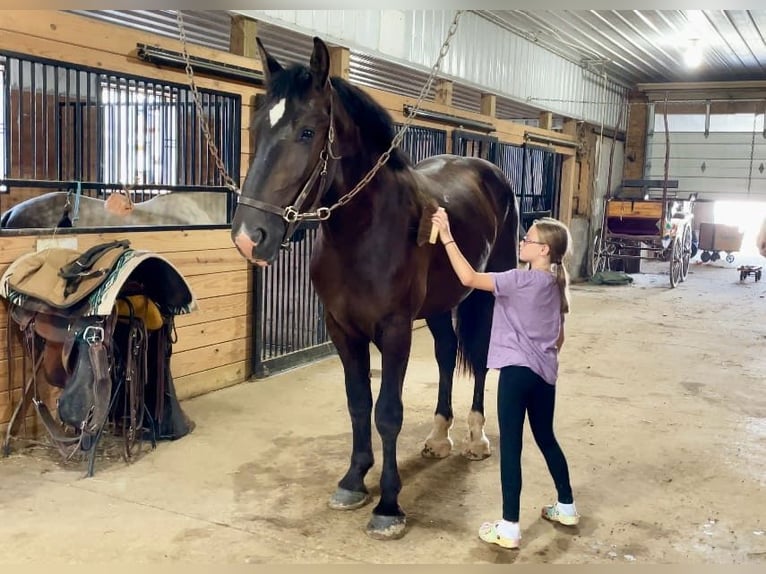 Percheron Mix Castrone 3 Anni 173 cm Morello in Narvon, PA