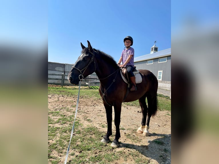 Percheron Mix Castrone 3 Anni 173 cm Morello in Narvon, PA